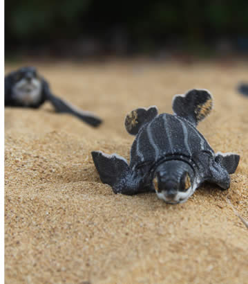 Skölpaddor som kläckts på Bluff Beach i Bocas del Toro, Panama